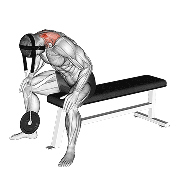 Weighted Seated Neck Extension (With Head Harness) demonstration
